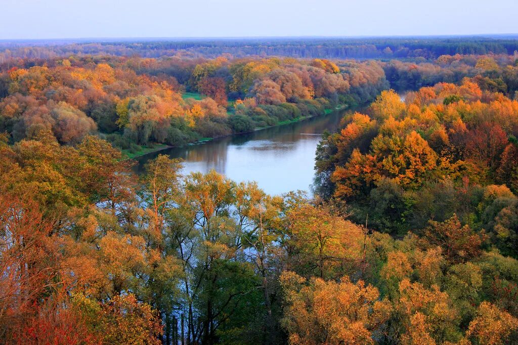 Родной край осенью. Брянский лес заповедник река. Николина гора река осень. Брянская область осенью. Природа Брянской области.