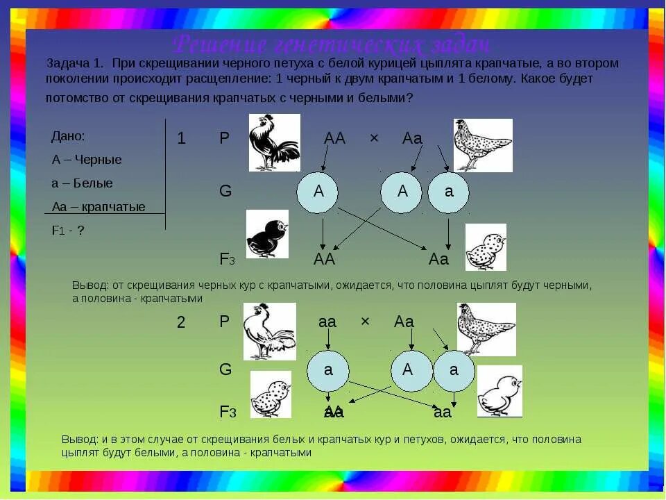 Доминантные признаки у кур. Задачи на моногибридное скрещивание. Задачи по генетике на моногибридное скрещивание. Готовые схемы скрещивания кур. Скрестили черного петуха с белой курицей цыплята получились серыми.