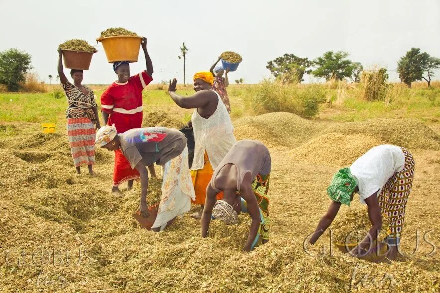 народы ливии и их основные занятия. население перу аймара. аймара народ южной америки. народы их основные занятия. народы их основные занятия.