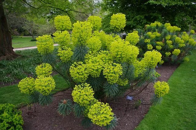 Молочай (Euphorbia) - Мичуринка