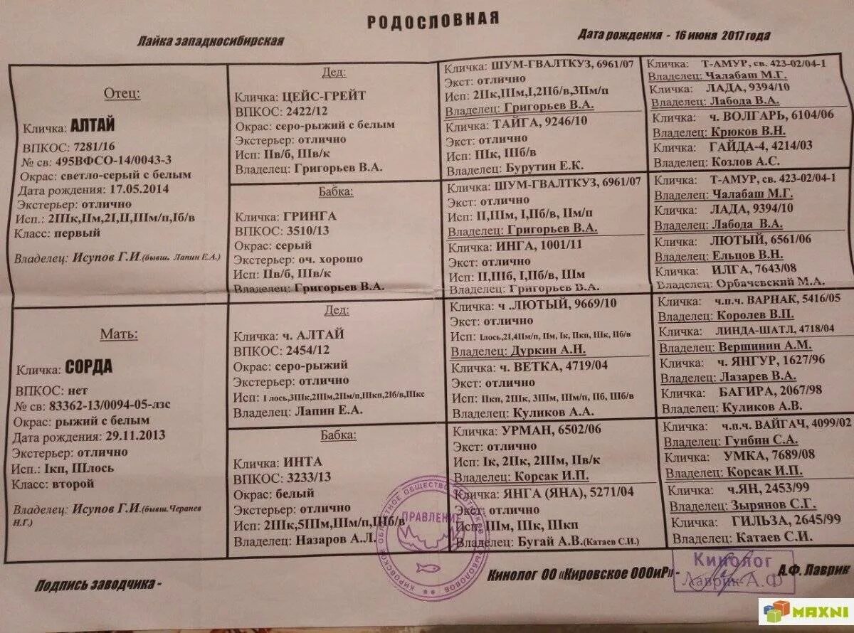 Кличка для собак мальчиков порода русско-европейская лайка. Имя для лайка. Клички для собак девочек лайки охотничьи. Кличка западно-сибирской лайки родословная. Клички для собак девочек лайки западно сибирской.