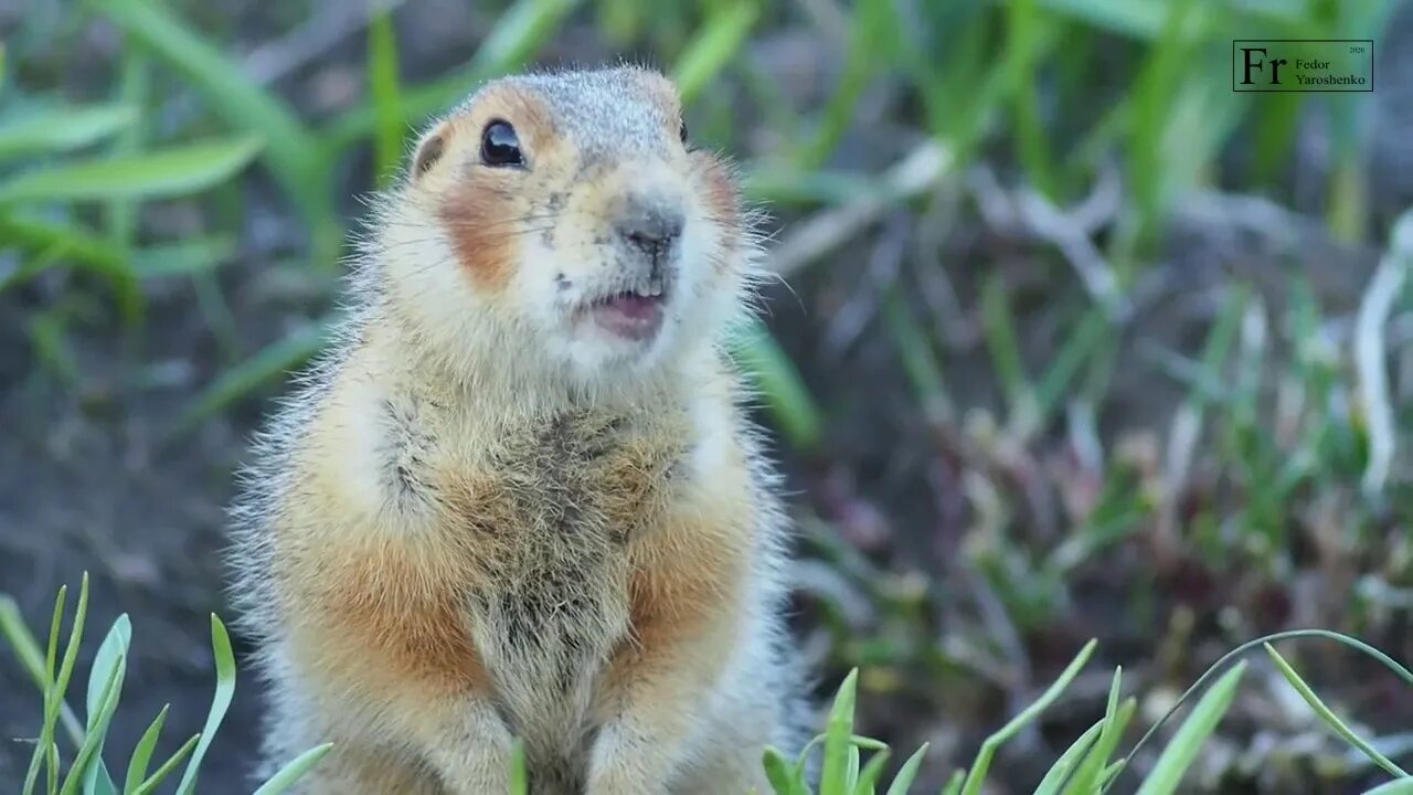 Суслик краснощекий. Суслик Краснощекий (Spermophilus erythrogenys). Суслики в Ботаническом саду ЧЕЛГУ. Суслик Краснощёкий Кемеровская область.