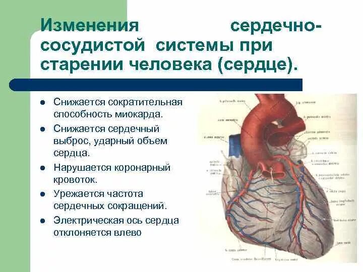 Возрастные сосудистые изменения. Особенности сердечно-сосудистой системы у пожилых людей. Особенности ССС У пожилых людей. Изменения ССС У пожилых людей. Возрастные изменения сердечно-сосудистой системы.