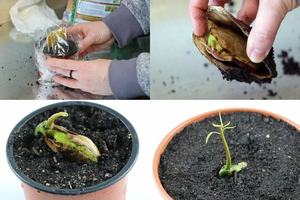 Прорастить косточку манго. Косточка манго с ростком. Манго вырастить дома из косточки. Как сажать манго вертикально или горизонтально. Росток манго из косточки.