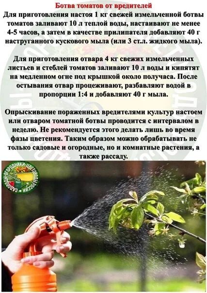 Помидорная ботва от вредителей. Ботва томатов. ботва помидоров применение против вредителей. духи пахнувшие ботвой томатов.