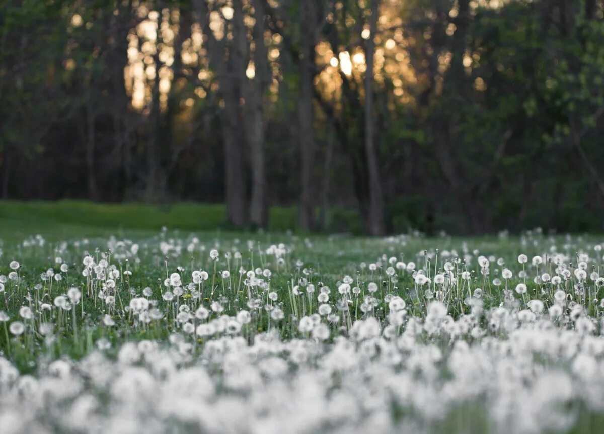White fields