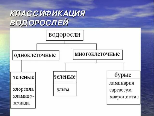 Классификация многоклеточных водорослей. Общая классификация водорослей. Схема классификации водорослей 7 класс. Систематика растений водоросли классификация. Систематические группы водорослей