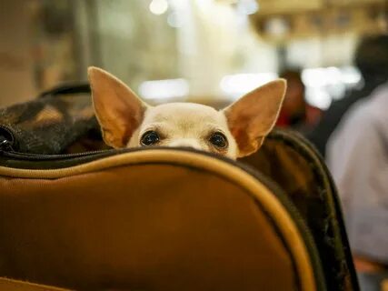 Pet travel