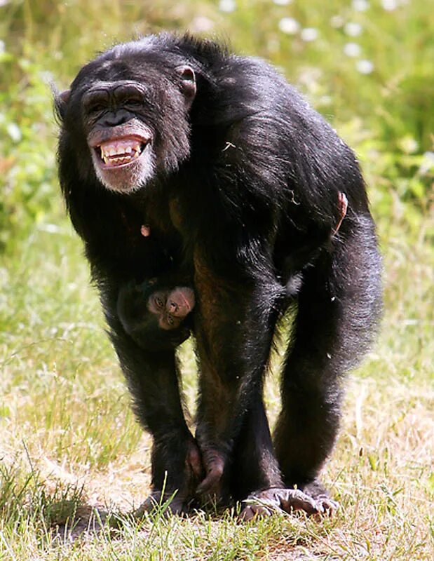Обезьяна самец шимпанзе. 2 гориллы. Самка шимпанзе. Самка шимпанзе. Женская особь обезьяны.