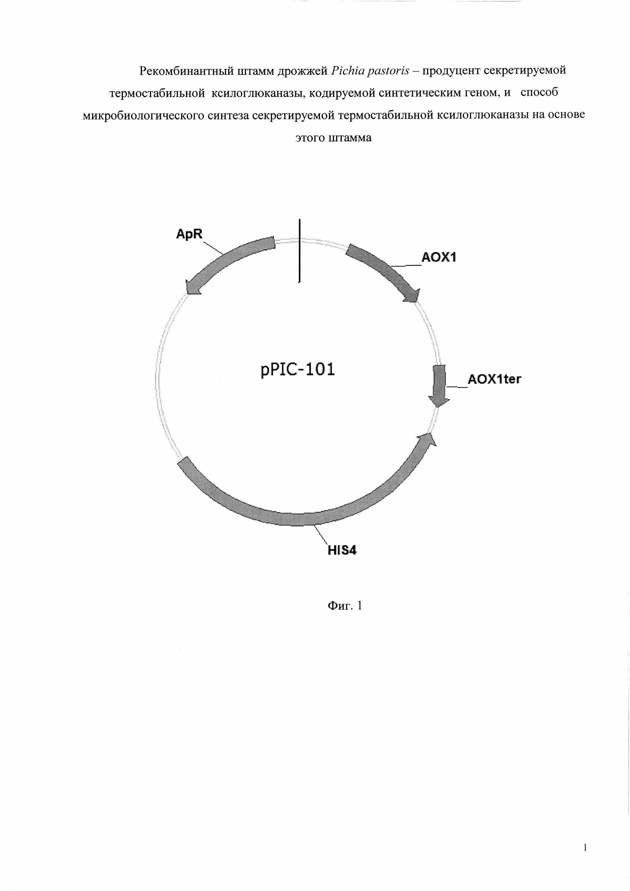 Микроорганизмы продуценты ферментов. Источники получения биологически активных веществ. Рекомбинантные продуценты. Генная инженерия схема. Получение рекомбинантных интерлейкинов биотехнология.
