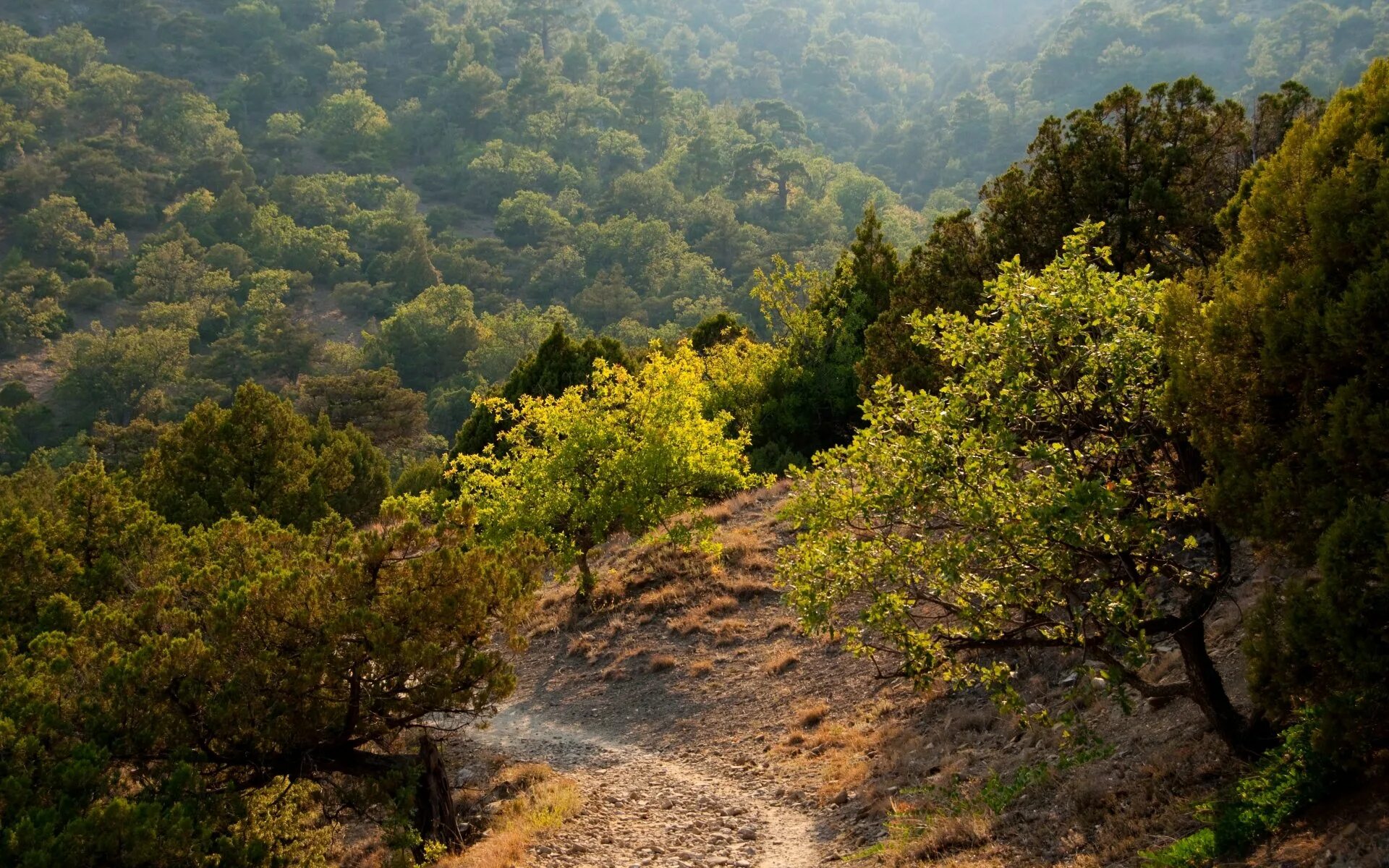 дубовый лес в крыму. ялтинский горно-лесной заповедник. хвойный лес в крыму. старокрымский лес. крымский лес крымский район.