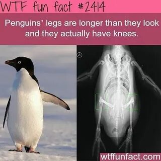 Than they