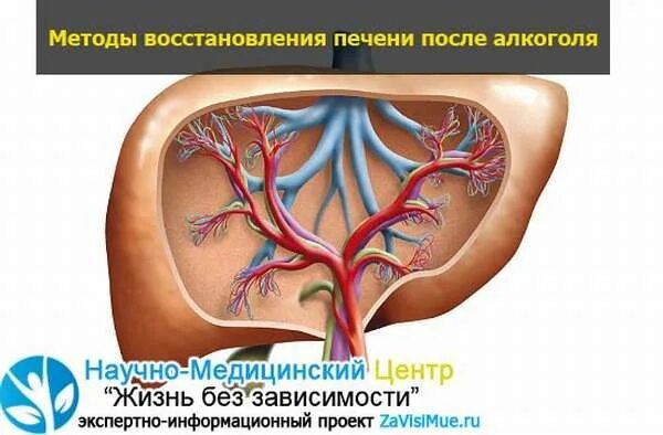 После пьянки болит печень