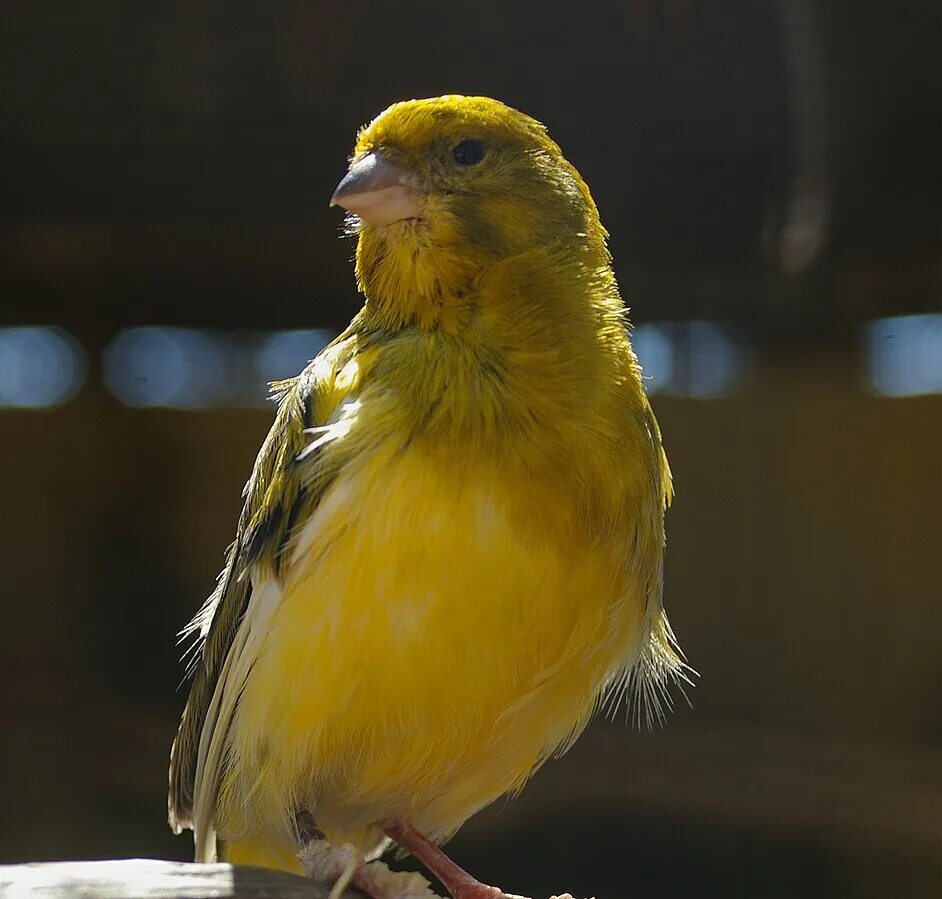 Canary перевод. Канарский канареечный вьюрок. Желтобрюхий канареечный вьюрок. Канарейка кенар. Канарейка Ватерслайгер.