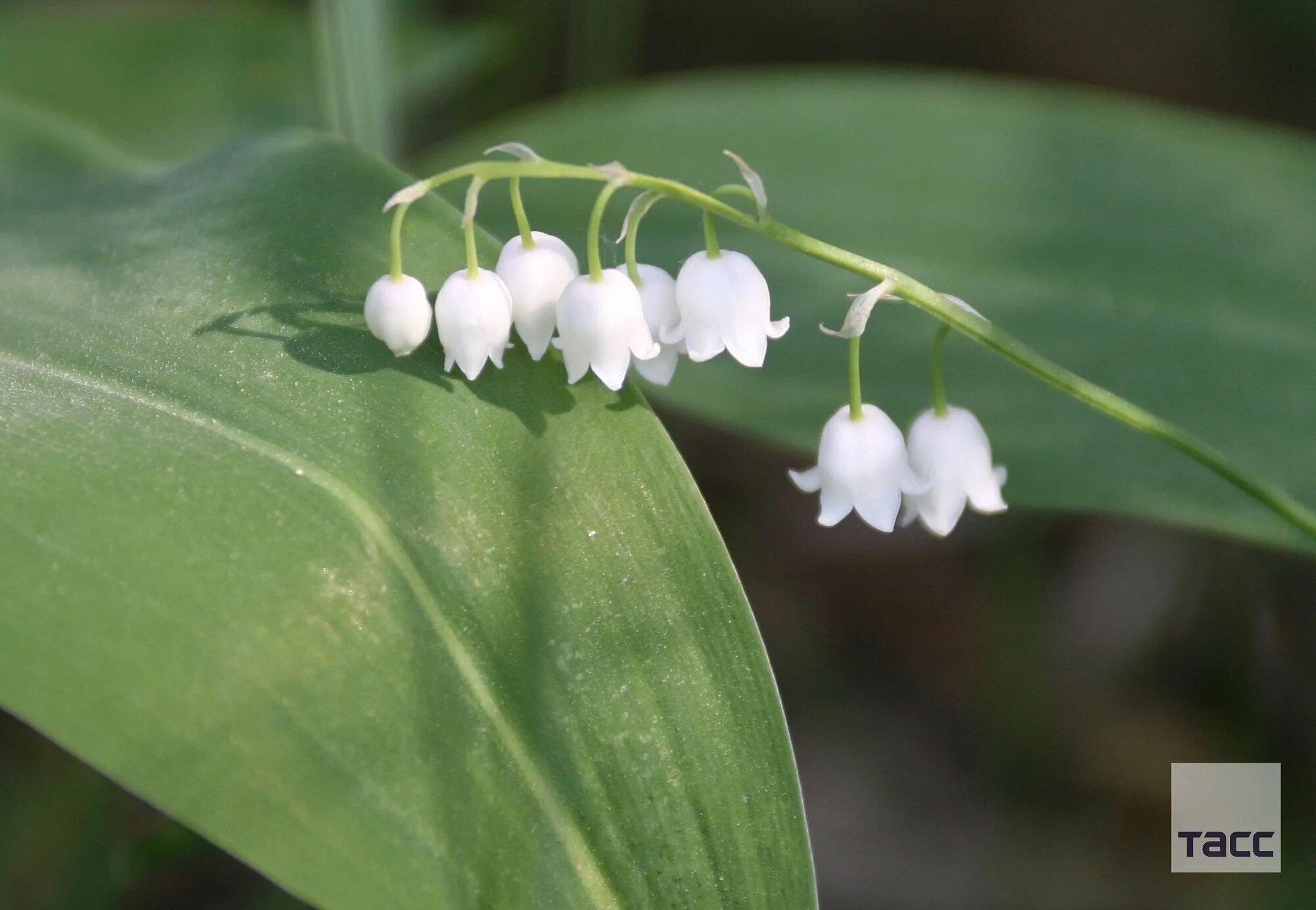 люпин многолистный. марьянник дубравный. растительность подмосковья. растительный мир московской области. кипрей мелкоцветковый 2500.