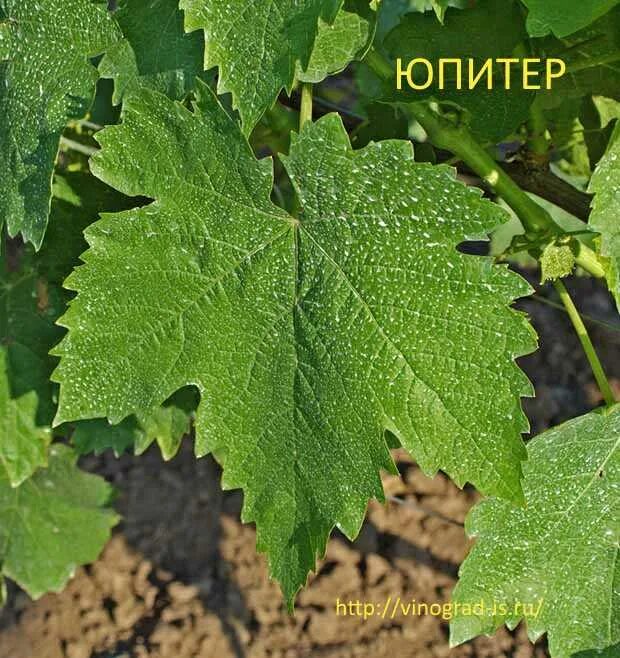 Рассмотрите изображение листа винограда и опишите его. Виноград кишмиш юпитер. кишмиш юпитер лист. сорт винограда юпитер. лист винограда юпитер.