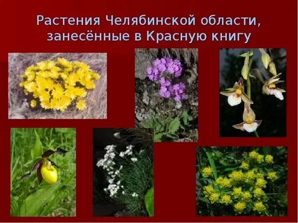 Культурные растения южного урала