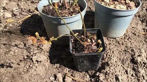 Голубика посадка весной подмосковье