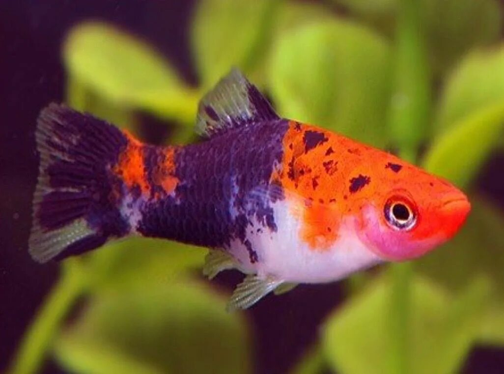 Меченосец кохаку санта клаус. Меченосец санта клаус аквариумная рыбка. Меченосцы кои аквариумные рыбки. Меченосец санта клаус аквариумная рыбка. Меченосец кохаку.