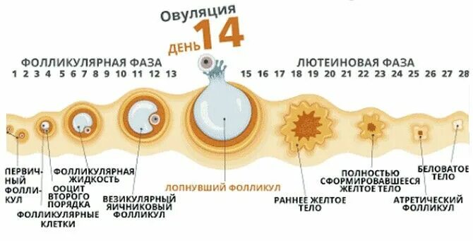 Что такое овуляция у девушек. Овуляция это. овуляция симптомы. признаки овуляции. как понять овуляцию признаки.