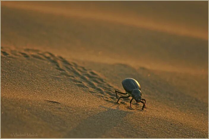 жук чернотелка в пустыне. пустынный жук. навозный жук пустыни гоби. пустынный жук. жук-чернотелка пустыни.