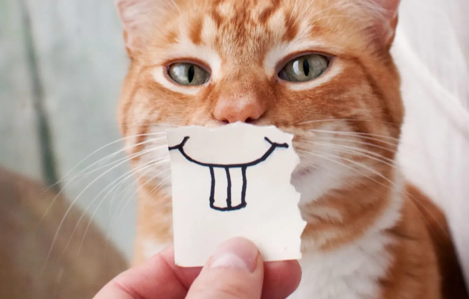 Улыбка кота. Кот улыбается. Счастливый кот. Улыбчивый кот. Смешное кошки говорит