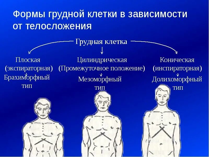 От чего зависит ее форма. Формы грудной клетки: плоскую, цилиндрическую и коническую.. формы грудной клетки в норме и патологии у детей. нормостеническая форма грудной клетки угол. формы грудной клетки коническая цилиндрическая уплощённая.