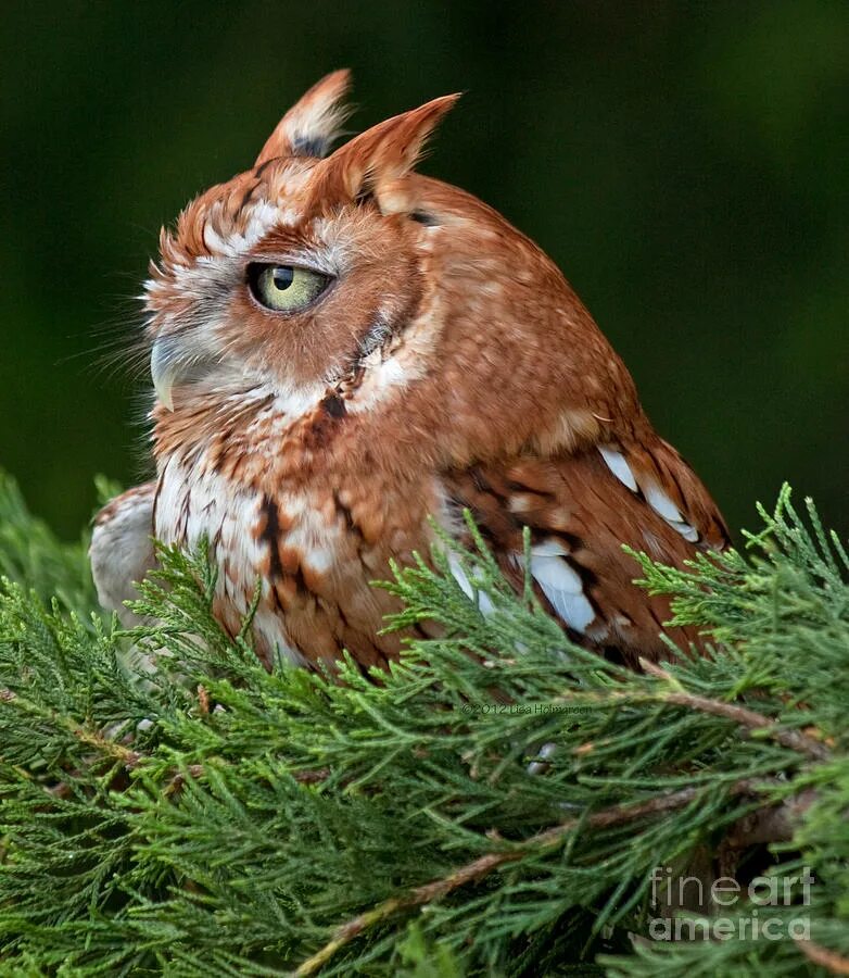 Алая сова 2. Red phase Eastern Screech Owl. Рыжая неясыть. Рыжая ушастая Сова. Рыжая Сова Мангутай.