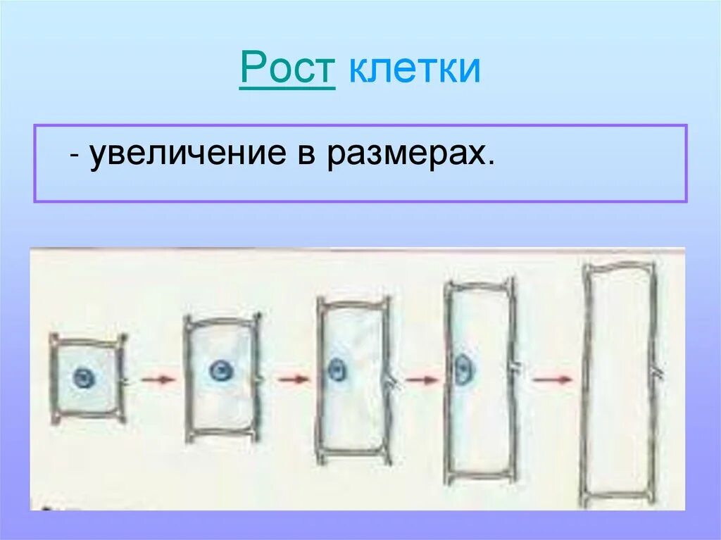 Какая наука изучает рост клетки. Процесс роста клетки биология 5 класс. Схема роста клетки. Рост и развитие клетки 5 класс биология. Рост и развитие клетки 5 класс.