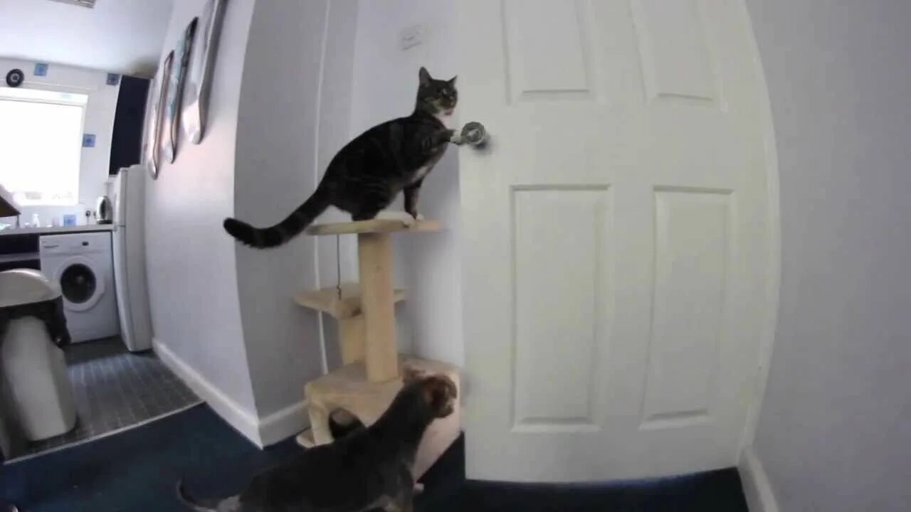 Видео кота открой дверь. Кот открывает холодильник. Мем кот открой дверь. Кот открывает дверь за ручку. Открой дверь говорящий кот.