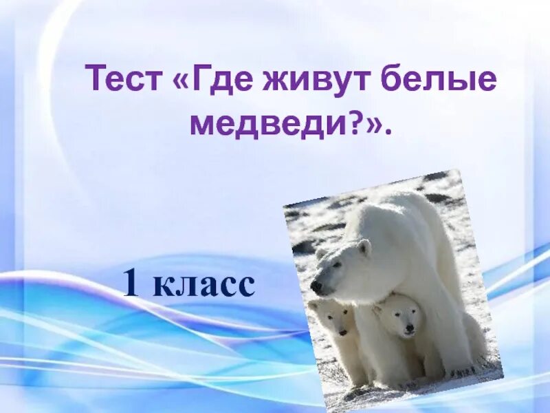 Видео где живут белые медведи 1 класс. Где живут белые медведи. Где живут белые медведи 1 класс. Где живут белые медведи 1 класс окружающий. Где живут белые медведи проект 1 класс.