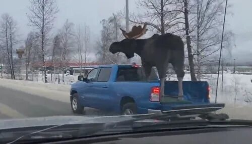 Лось ушел. Огромный Лось и машина. Лось в городе.