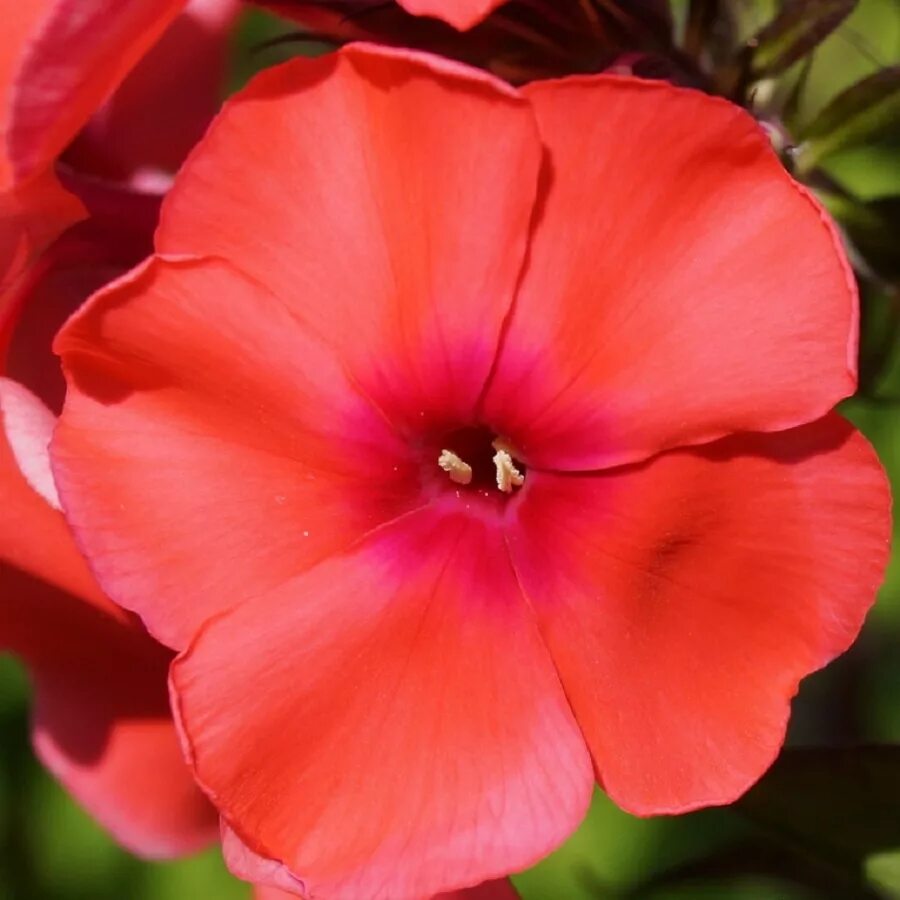 флокс метельчатый текила санрайз. флокс текила санрайз. флокс санрайз. флокс текила санрайз. Phlox (p) ‘tequila sunrise’.