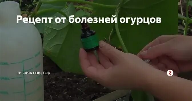 Можно огурцы обработать зеленкой. Обработка огурцов молоком с йодом. питательный раствор для огурцов. обработка огурцов молоком с йодом в теплице. огурцы брызгать молоком и йодом пропорции.