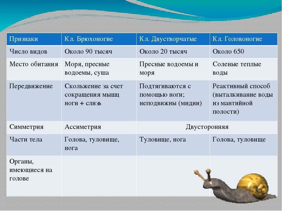 Внешнее строение брюхоногих и головоногих моллюсков. Сравнительная характеристика классов типа моллюски таблица 7. сравнительная характеристика классов типа моллюски таблица 7 класс. раковина брюхоногих моллюсков таблица. признаки класс брюхоногие двустворчатые головоногие таблица.
