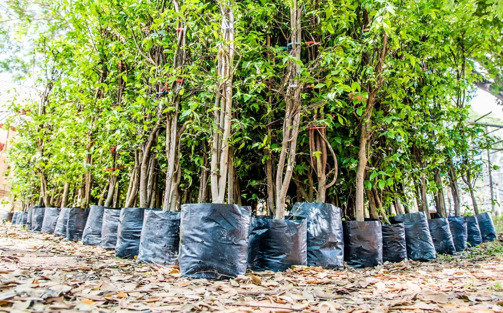 Bagged tree