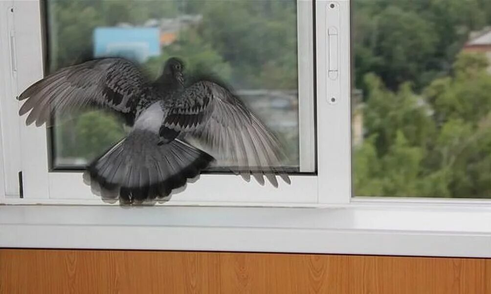 Голуби сели на подоконник. Птица ударилась в окно. Голуби на окна. Птицы на окна. Птичка стукнулась в окно.