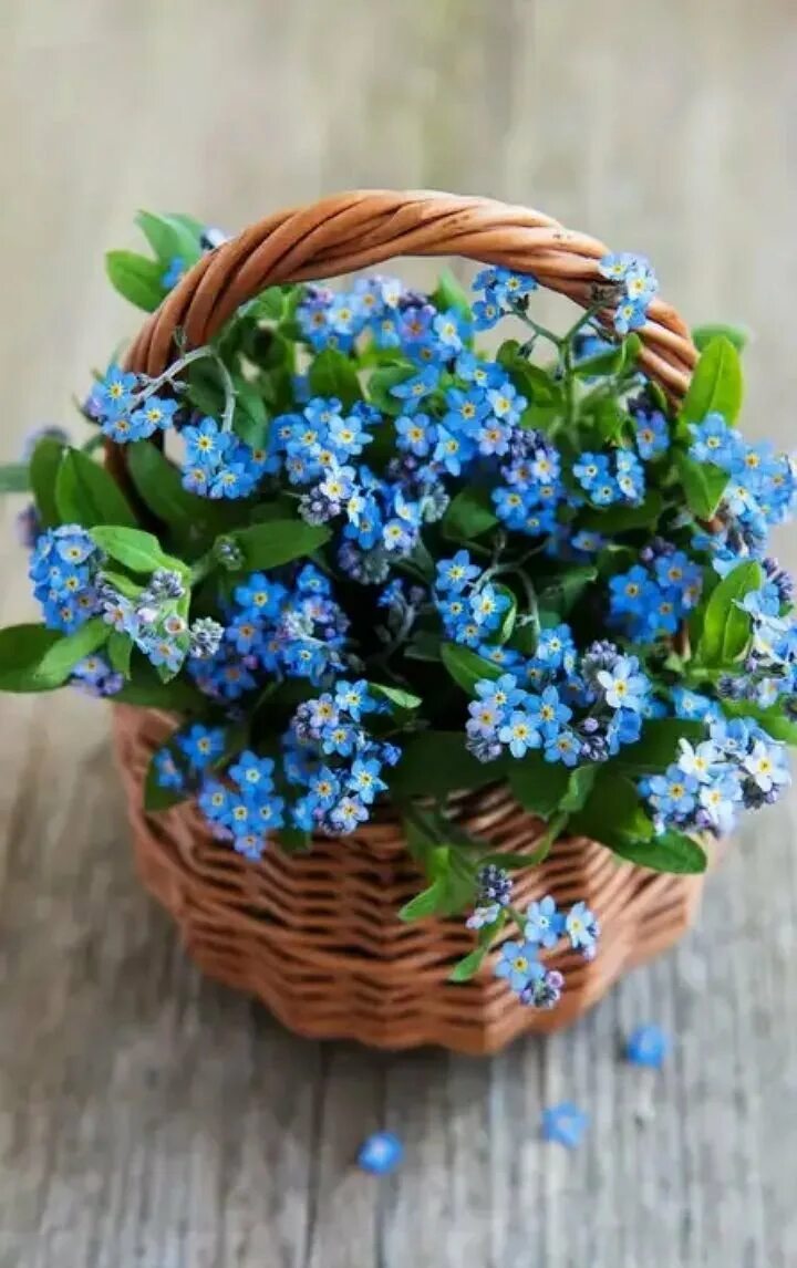 букетик незабудок. незабудка букет цветов незабудки. незабудки элла amurforum. незабудки на деревянном фоне. фиалка букет незабудок.