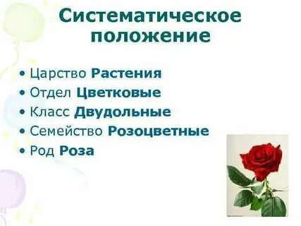 Систематика розы красной