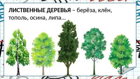 Береза сосна тополь клен