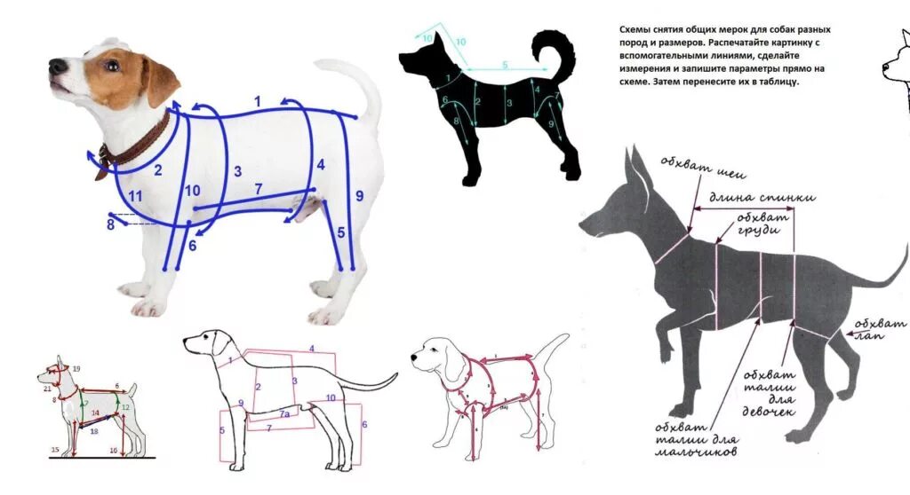 Выкройка на собаку комбинезон Джек Рассел терьер. Лекало комбинезона для собаки Джек Рассел терьер. Комбинезон для Джек Рассел терьера выкройка. Лекала комбинезона для собак Джек Рассел. Собак своими руками рецепт