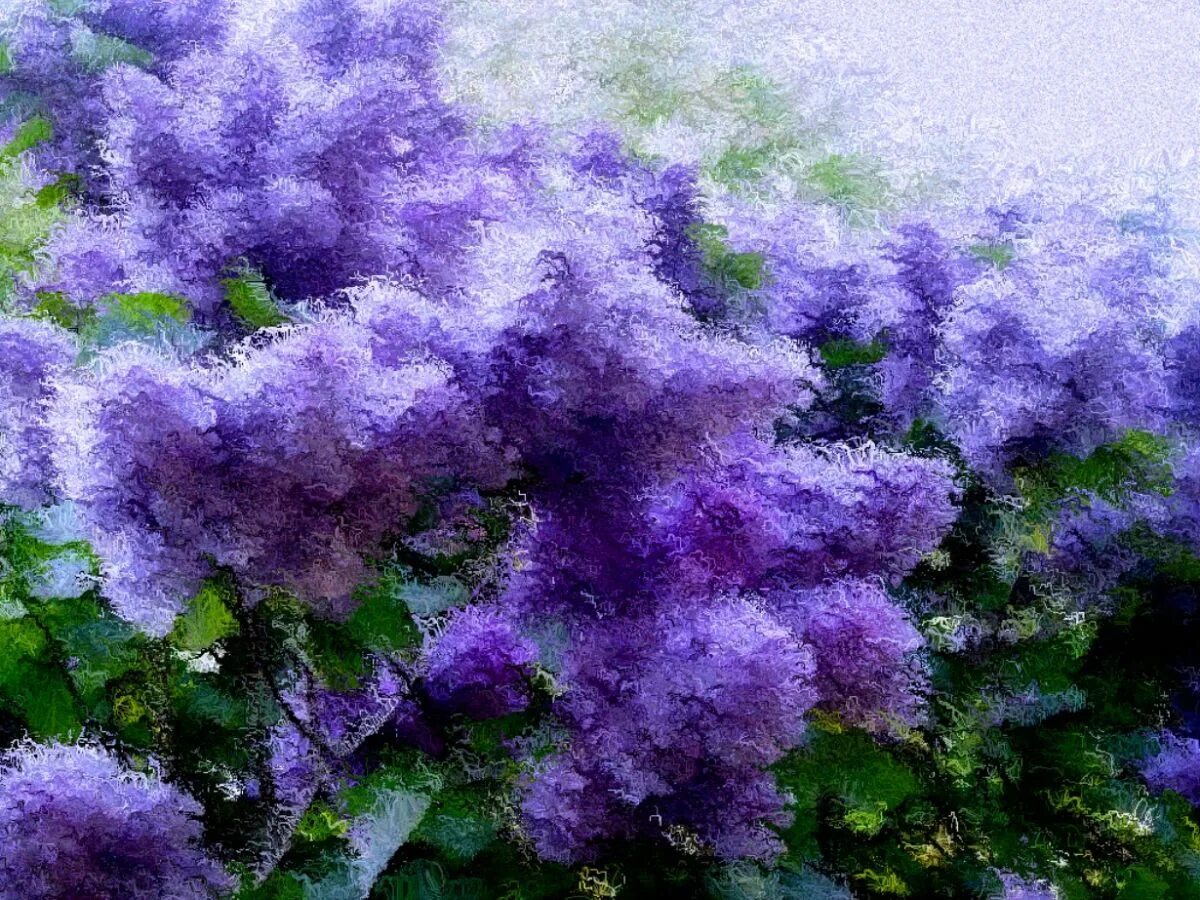 Сирень обыкновенная кружевница. Фиолетовый пейзаж. Сиреневый рай. Сиреневый рай. Сиреневый рай липецкая область.
