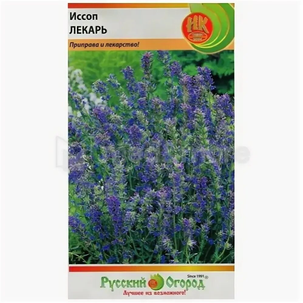 Иссоп дачный лекарь. Иссоп лекарственный (hyssopus officinalis) аметист. Иссоп лекарь. Иссоп лекарственный (синий). Иссоп иней 0,2 г.