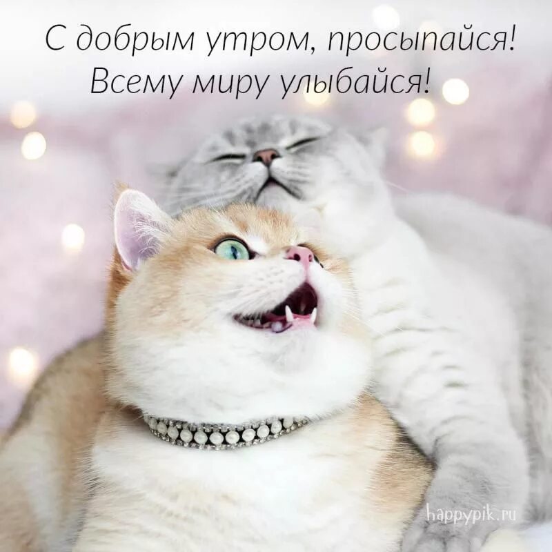 Картинки для ватсапа доброе утро смешное. Картинки с добрым утром с котиками. доброе утро котик. доброе утро кошечка. открытки с добрым утром с котятами.
