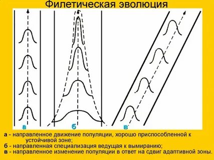 Направленное движение изменение