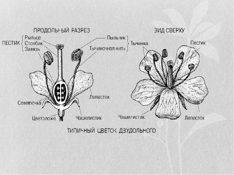 Поперечный срез завязи пестика лилии под микроскопом. Поперечный срез завязи лилии. Продольный разрез цветка шиповника. Строение гинецея цветка. Строение гинецея.