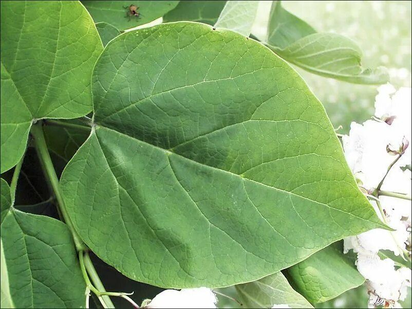 Фото больших лист. Катальпа листья. катальпа (catalpa) лист. катальпа яйцевидная листья. катальпа сиренелистная лист.