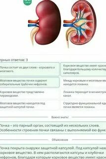 Из какого вещества состоят почки. Из какого вещества состоят почки