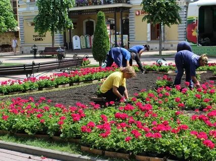 Цветы кореновск