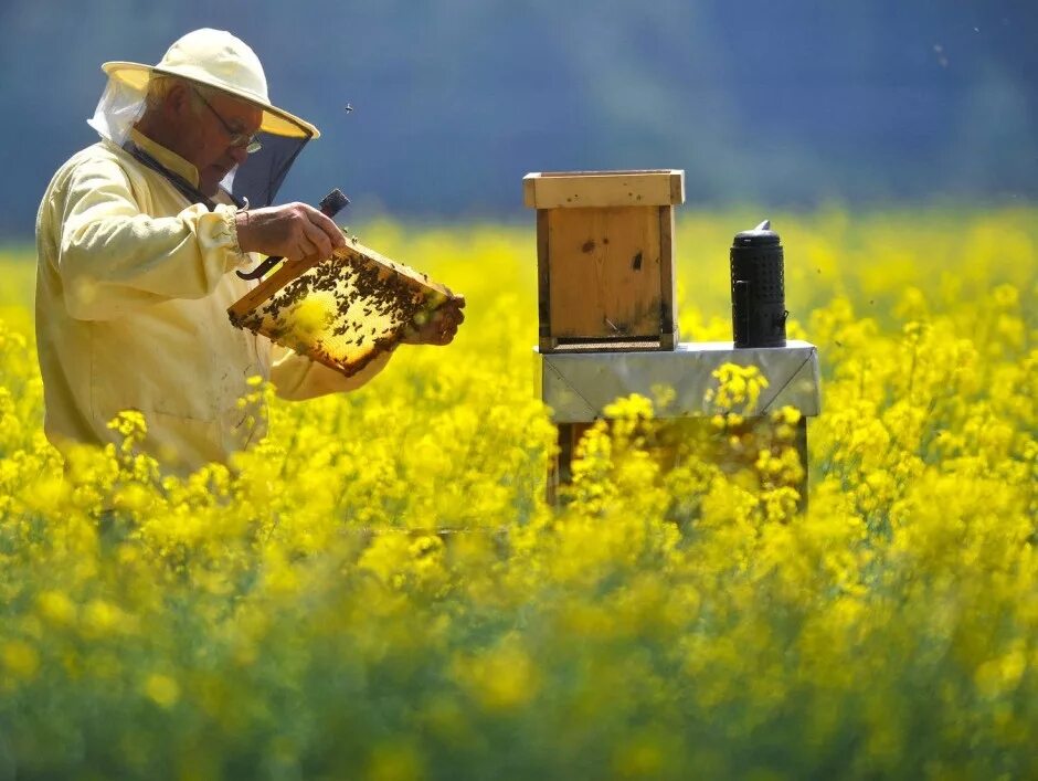 Пчеловодное хозяйство "Пасечник Шишкин". Пчелы пасека. Пчеловод на пасеке. Когда собирают мед